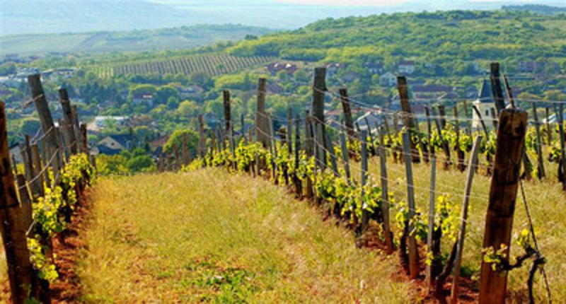 Hungary Tokaj wine tour, Northern Hungary UNESCO site