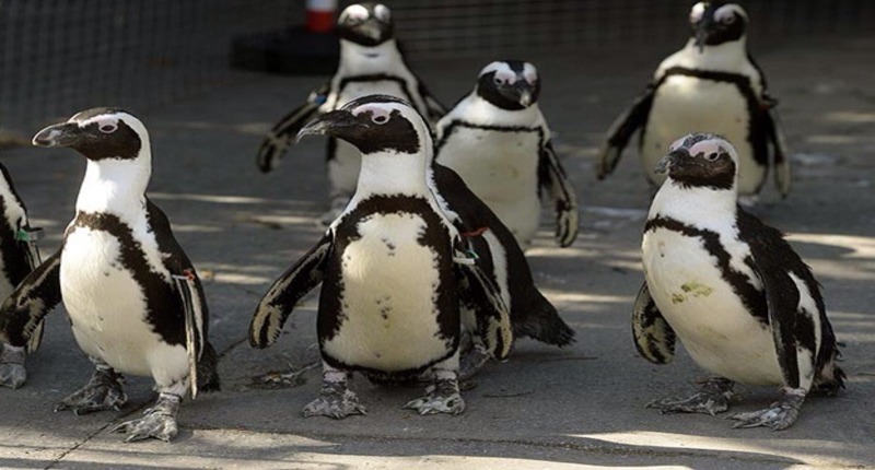 The_budapest_zoo_and_botanical_garden__city_park_pinguins