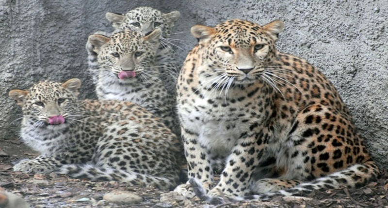 The_budapest_zoo_and_botanical_garden__city_park_leopards