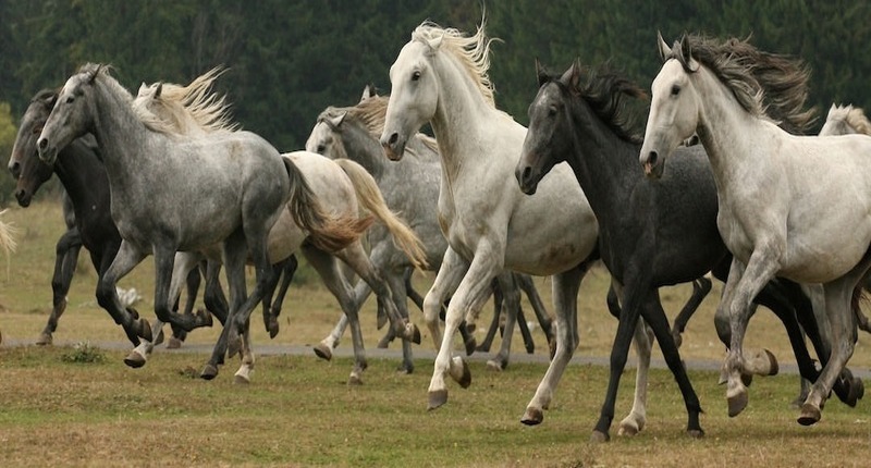 Lipicai_horses